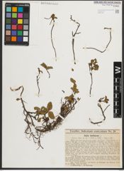 Foto von Salix herbacea L.